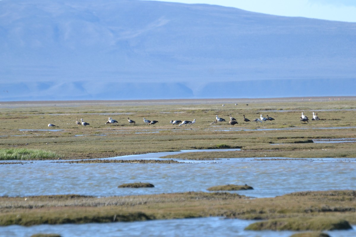 Upland Goose - Fernando  Leiva