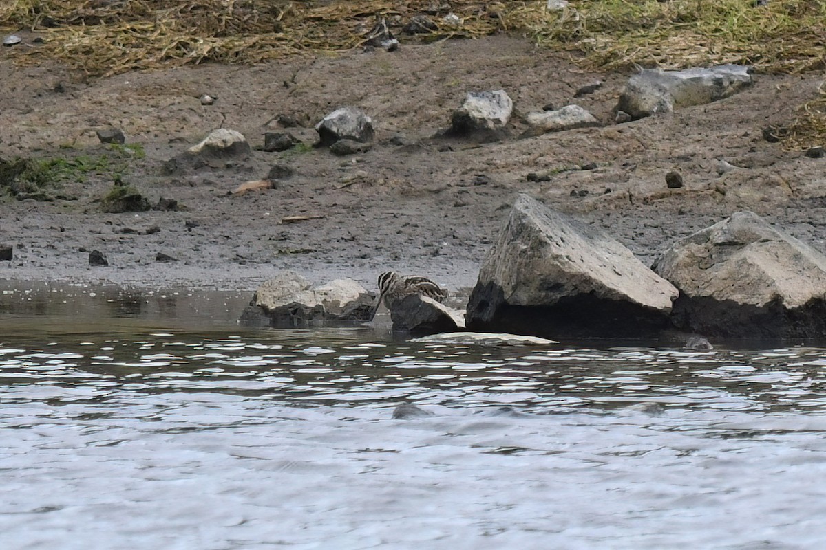 Common/Wilson's Snipe - Ed Poropat