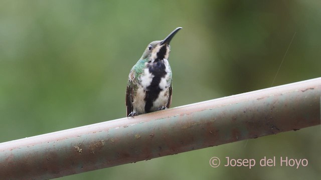 Black-throated Mango - ML610284418