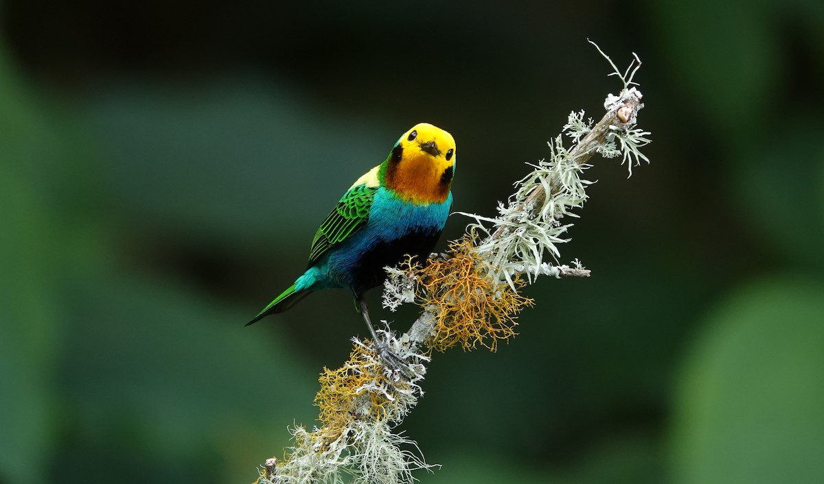 Multicolored Tanager - Juan Pablo Arboleda