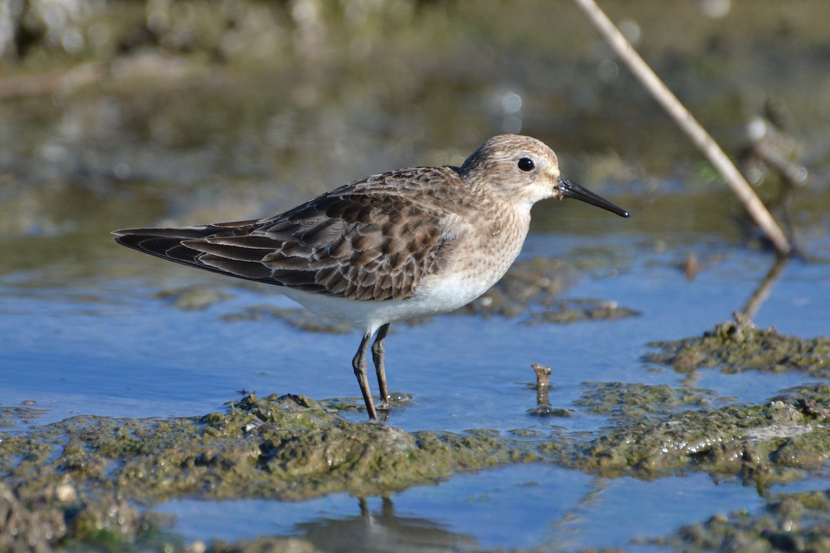 Bairdstrandläufer - ML610284463