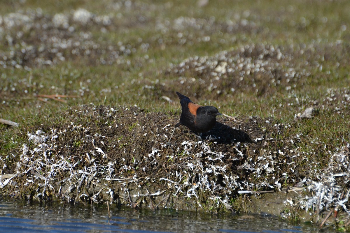 セアカタイランチョウ - ML610284484