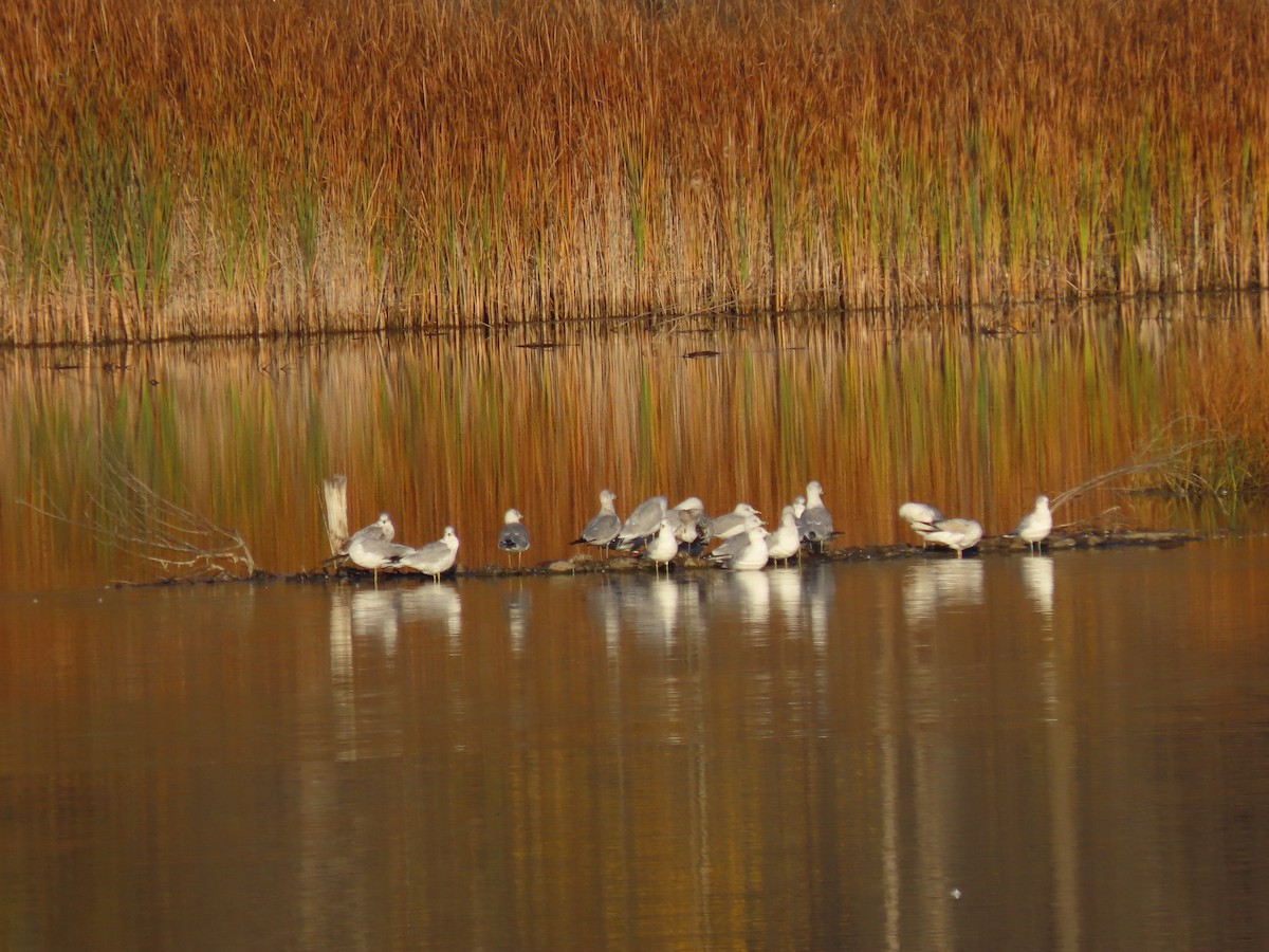 Ring-billed Gull - Kieran Schnitzspahn