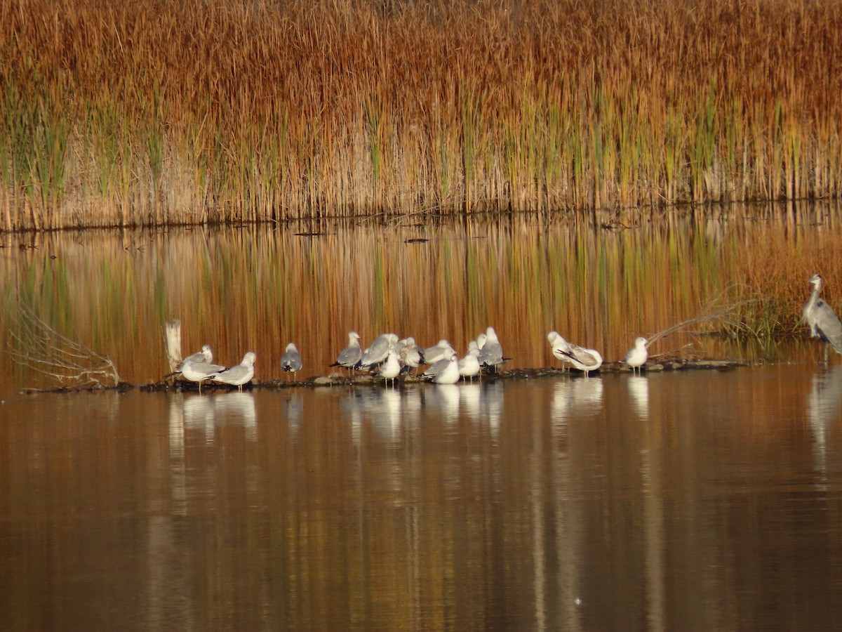 Ring-billed Gull - Kieran Schnitzspahn