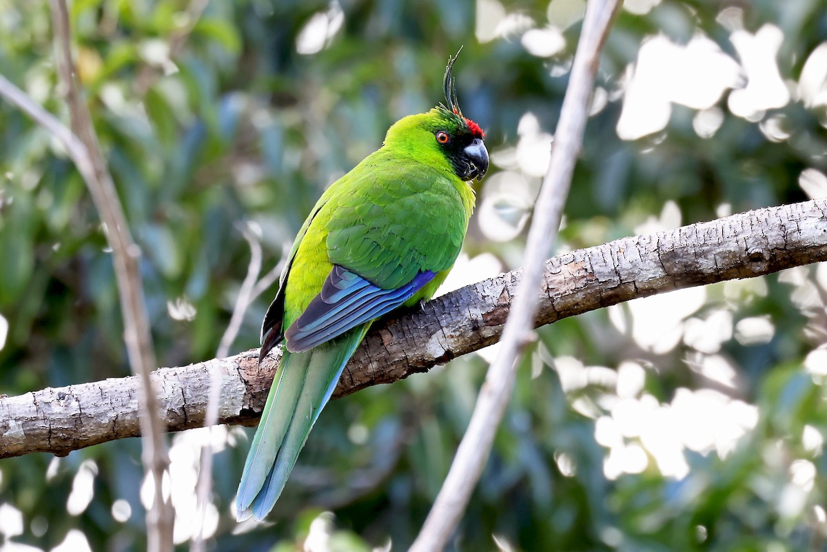 Yeşil Başlı Sorguçlu Papağan - ML610284526
