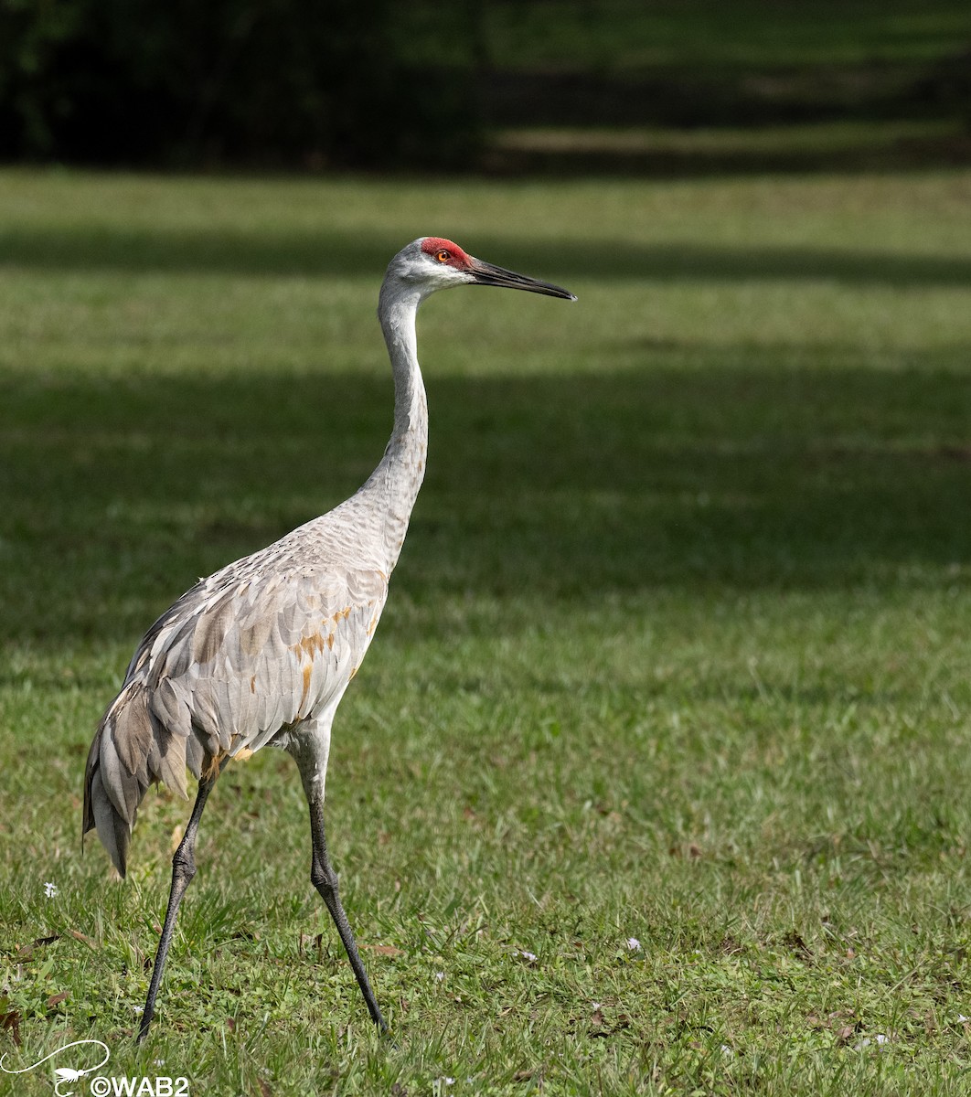 Sandhill Crane - ML610284531