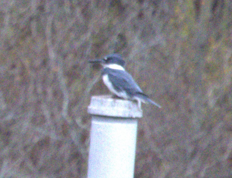 Belted Kingfisher - ML610284540