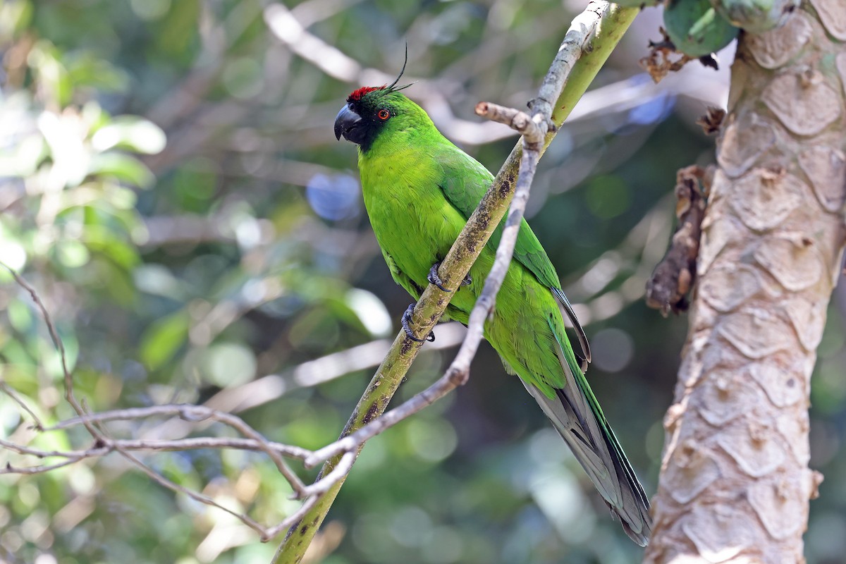 Yeşil Başlı Sorguçlu Papağan - ML610284552