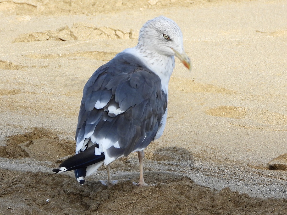 Lesser Black-backed Gull - ML610284821