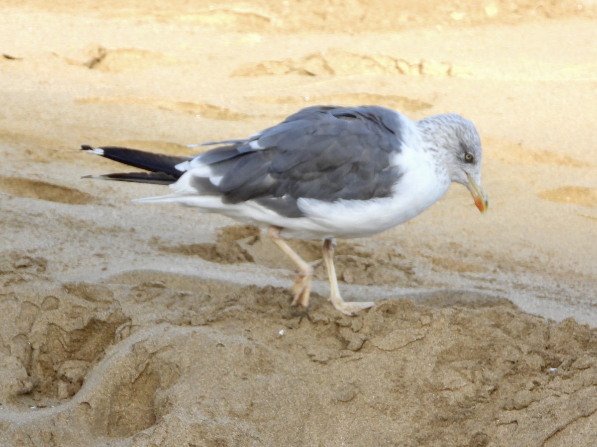 Lesser Black-backed Gull - ML610284822