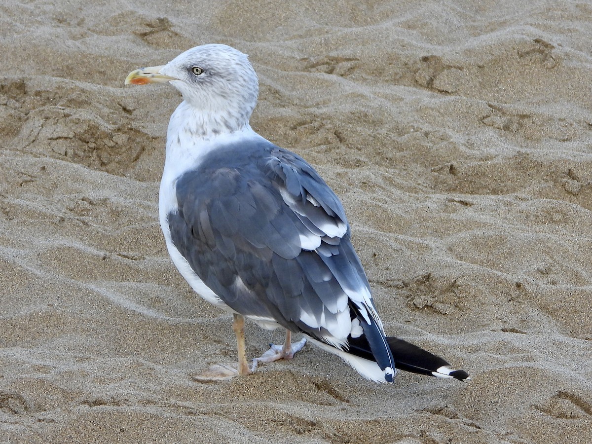 Lesser Black-backed Gull - ML610284823