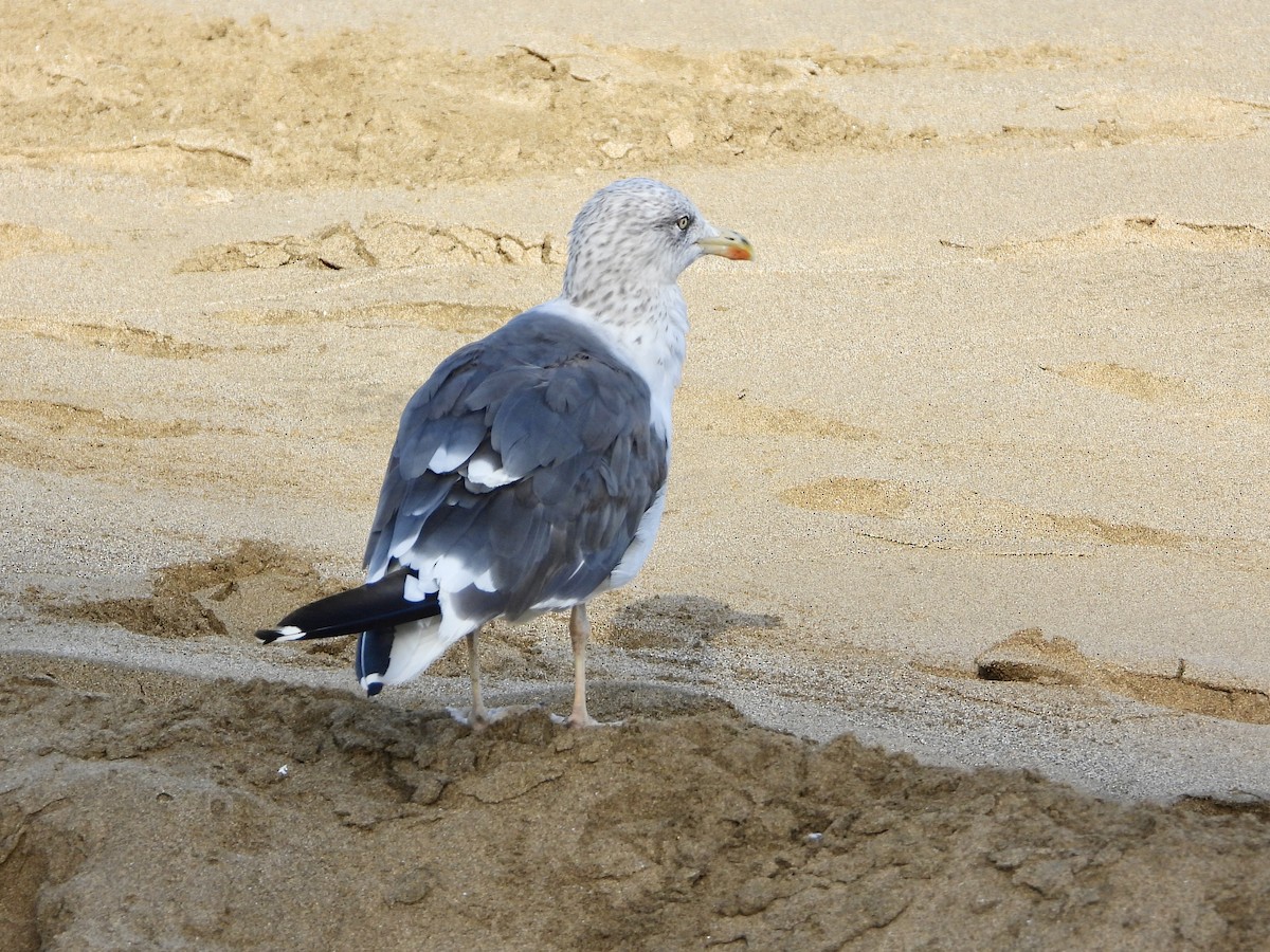 Lesser Black-backed Gull - ML610284824