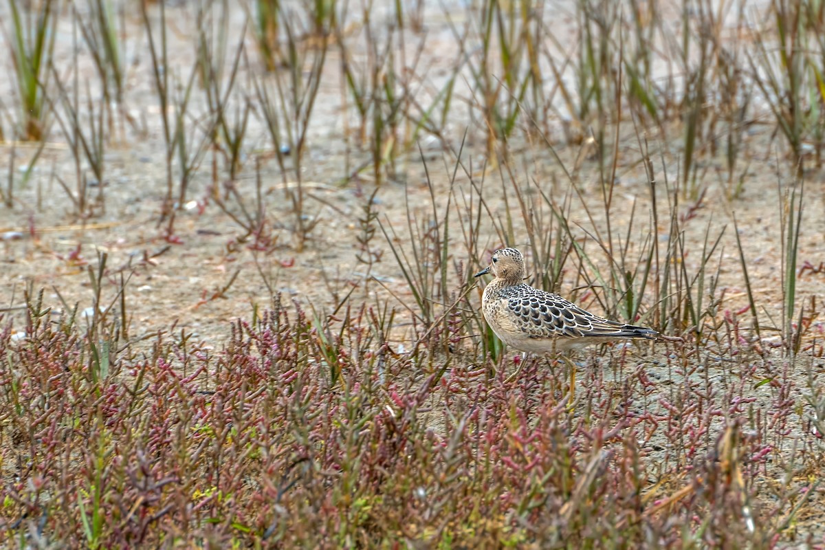 Buff-breasted Sandpiper - ML610284845