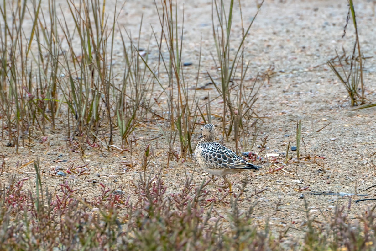 Buff-breasted Sandpiper - ML610284856