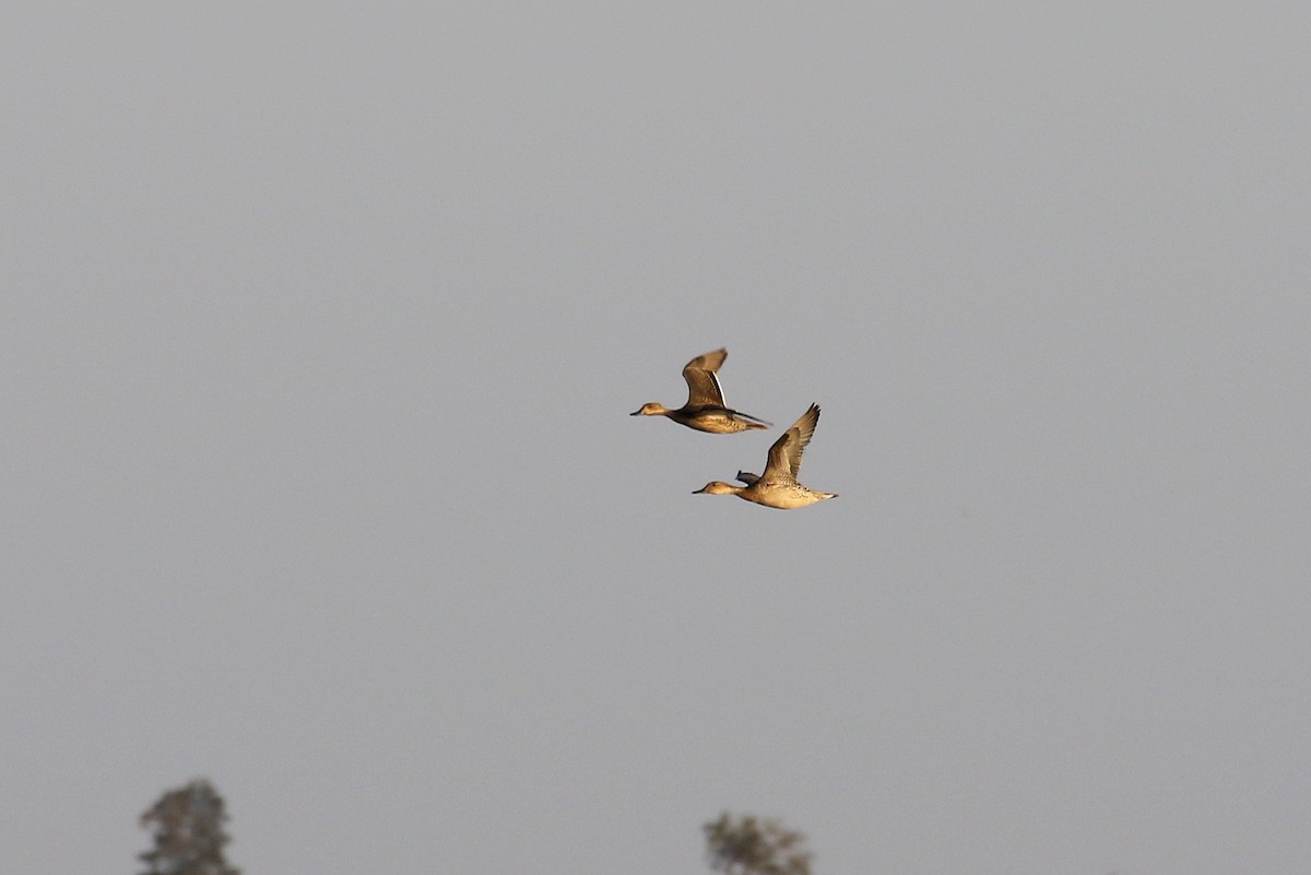 Northern Pintail - ML610284876