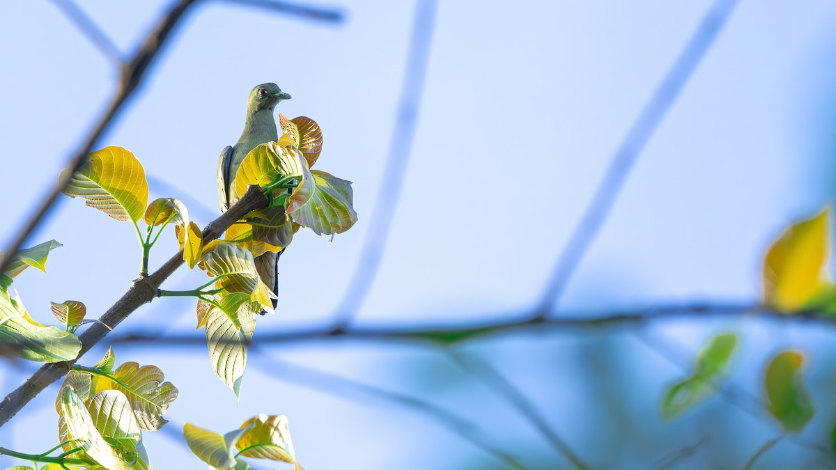 Pink-necked Green-Pigeon - ML610284879