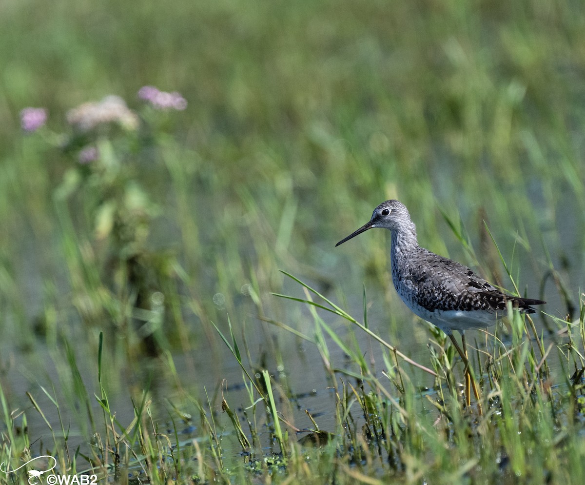 Greater Yellowlegs - ML610284998