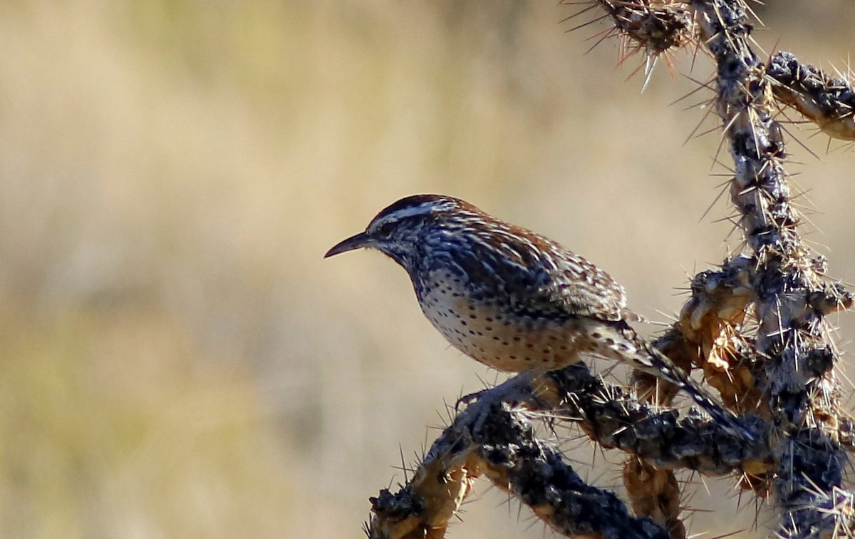 Cactus Wren - ML610285011