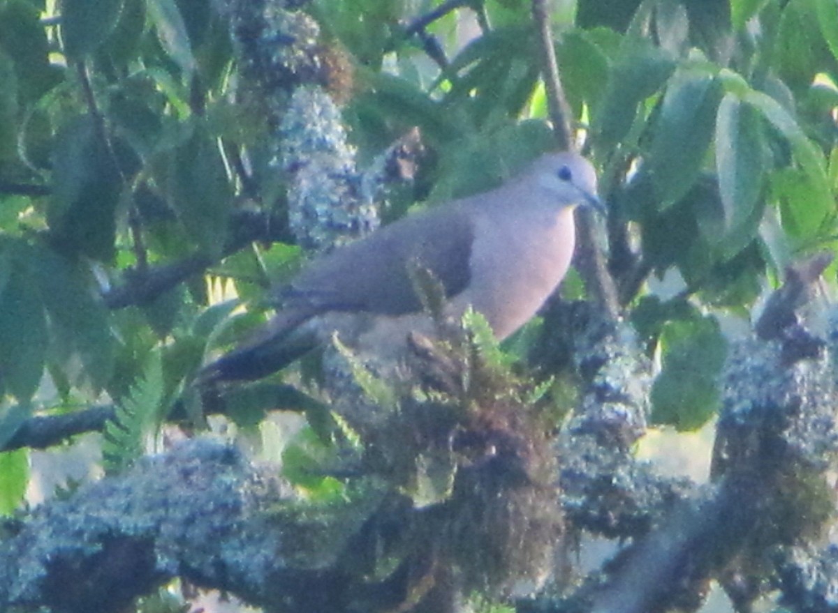 Large-tailed Dove - ML610285033