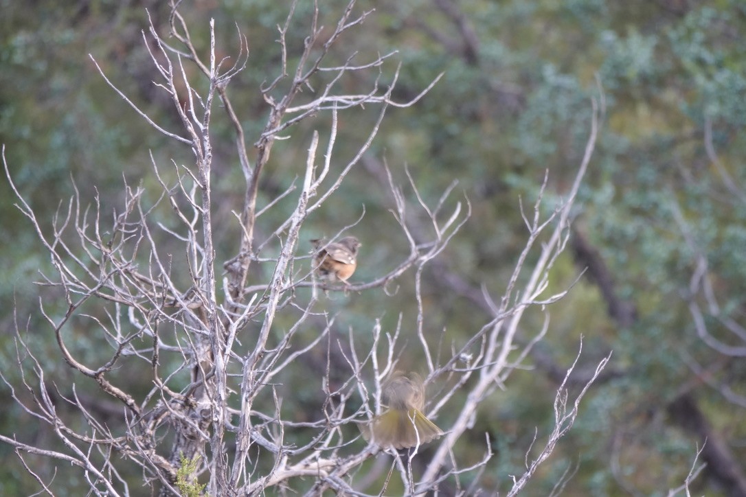 Green-tailed Towhee - ML610285057