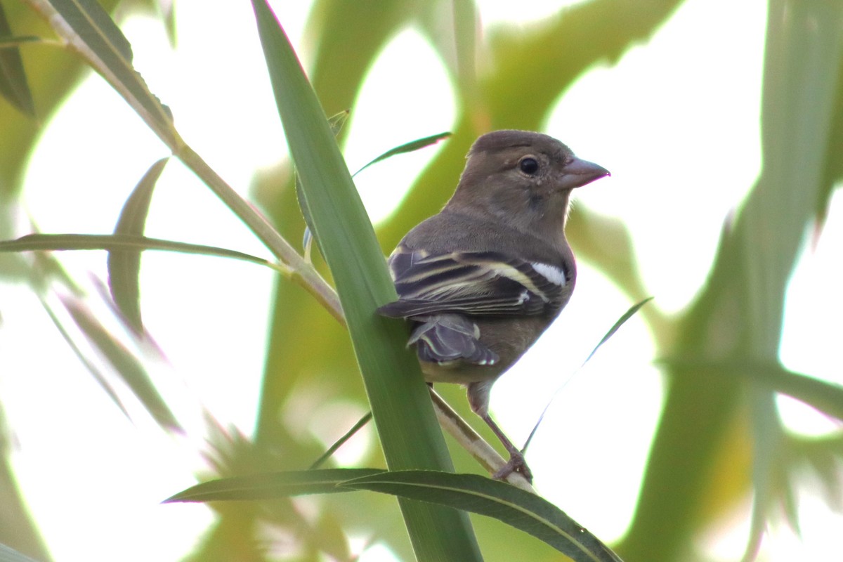 Common/African Chaffinch - ML610285087