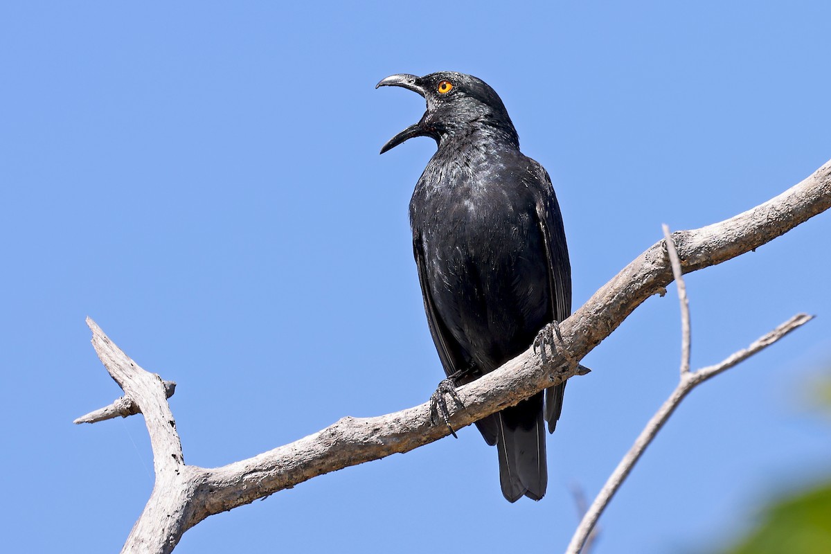 Striated Starling - ML610285089