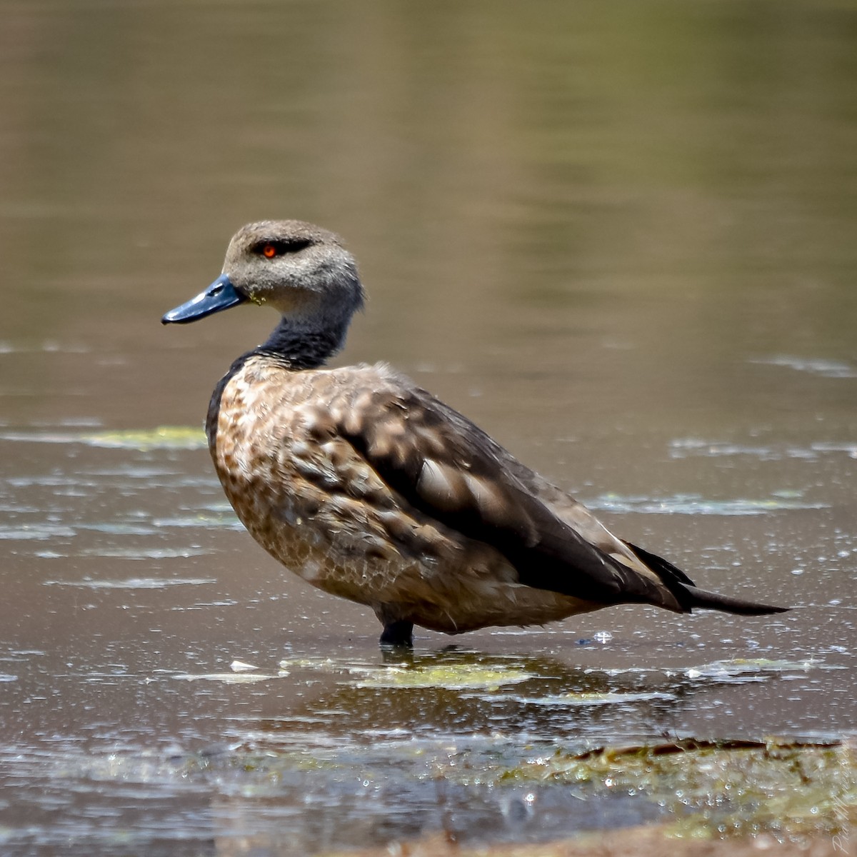 Crested Duck - ML610285152