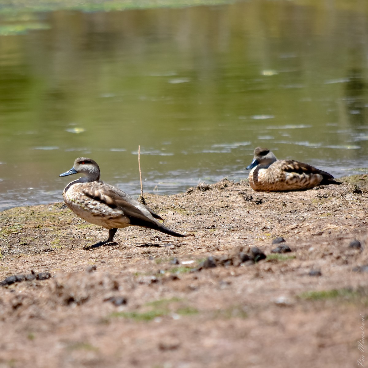 Crested Duck - ML610285154