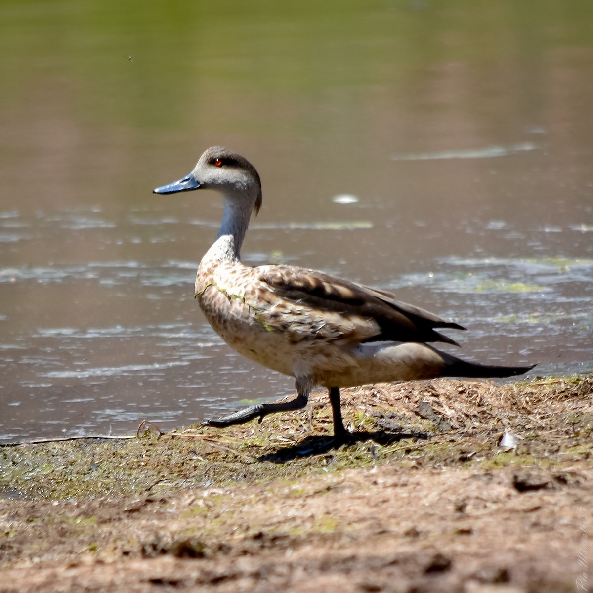 Crested Duck - ML610285155