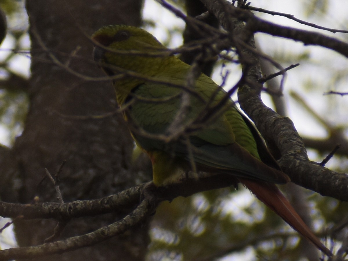 Austral Parakeet - ML610285179