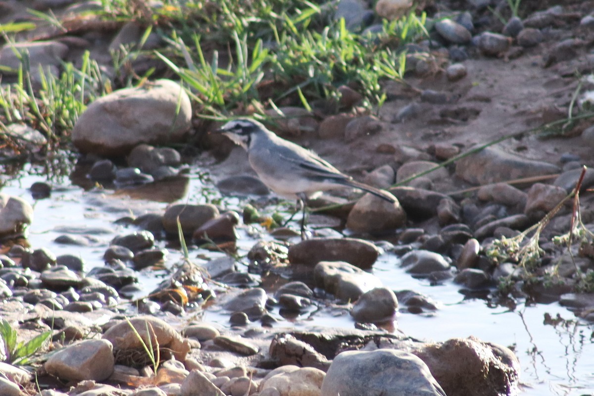 White Wagtail (Moroccan) - Greg Laverty