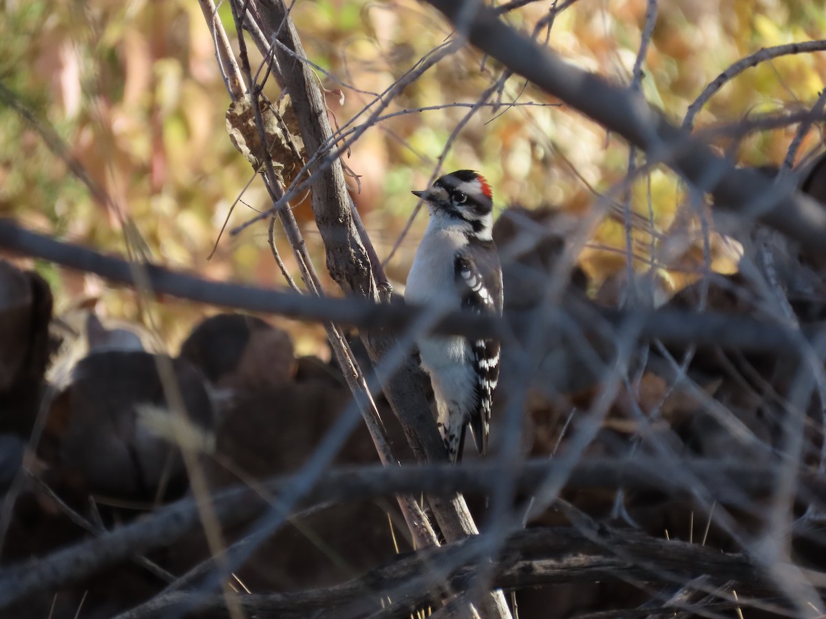 Downy Woodpecker (Eastern) - ML610285305