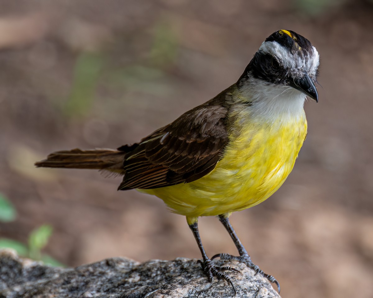 Great Kiskadee - ML610285308