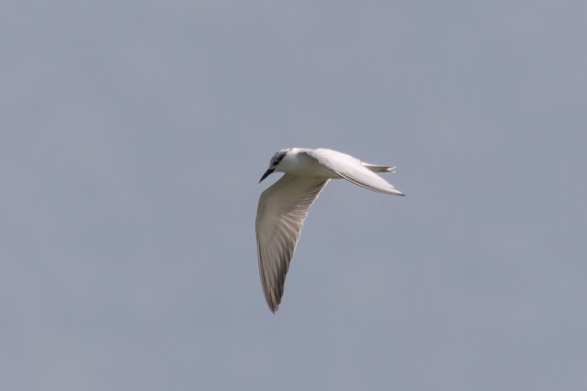 Whiskered Tern - ML610285340