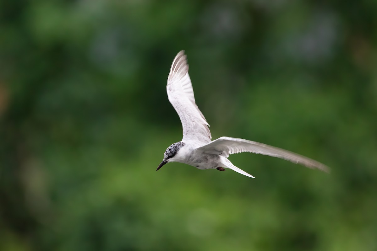 Whiskered Tern - ML610285341