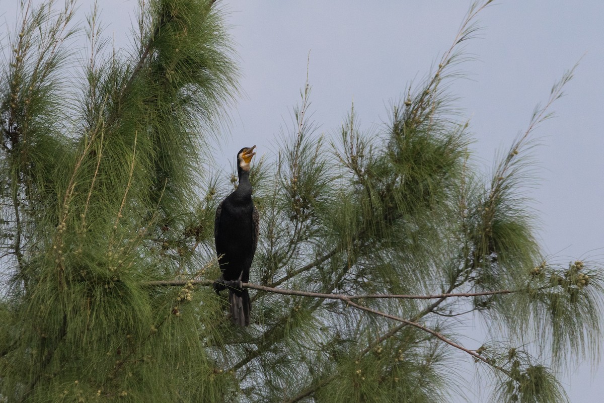 Great Cormorant (Eurasian) - Kalvin Chan