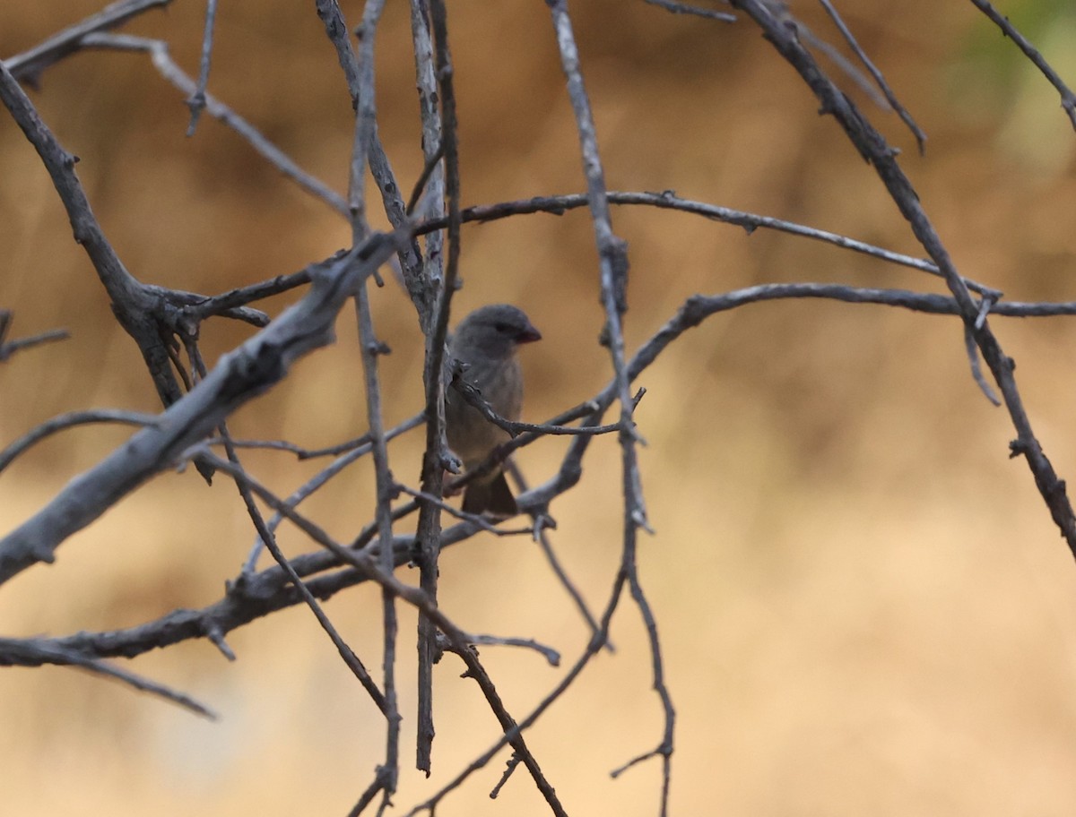 Arabian Serin - ML610285622