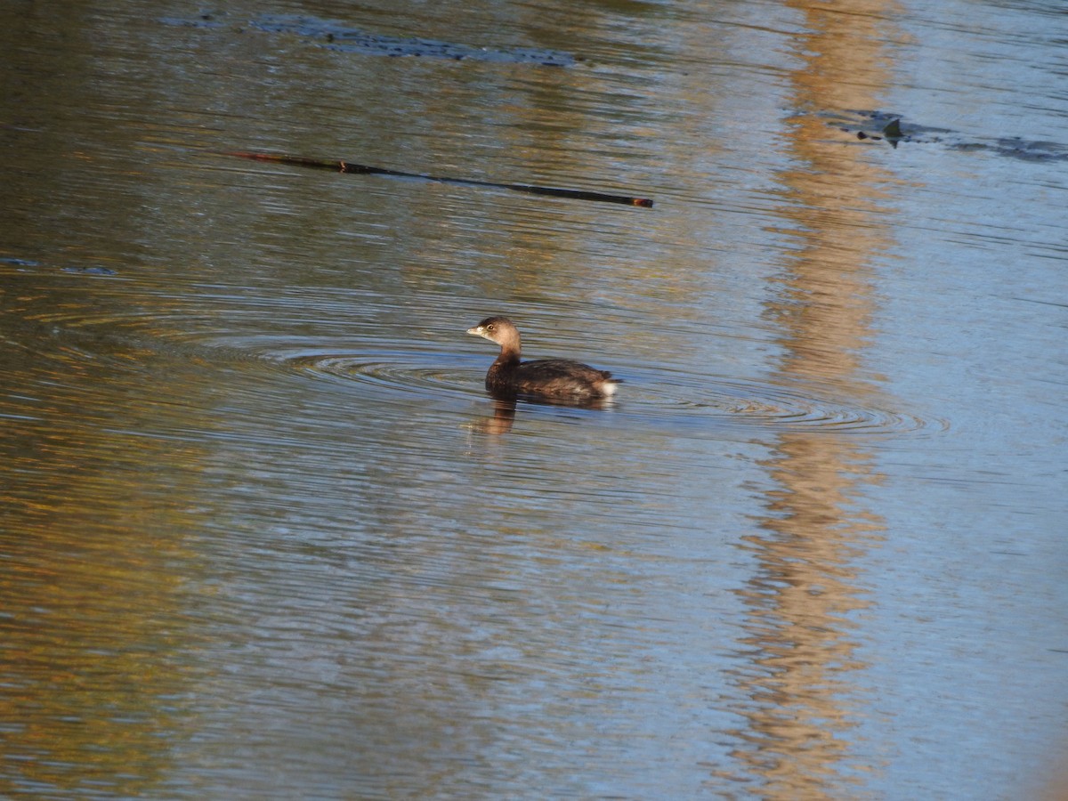 Pied-billed Grebe - ML610285639