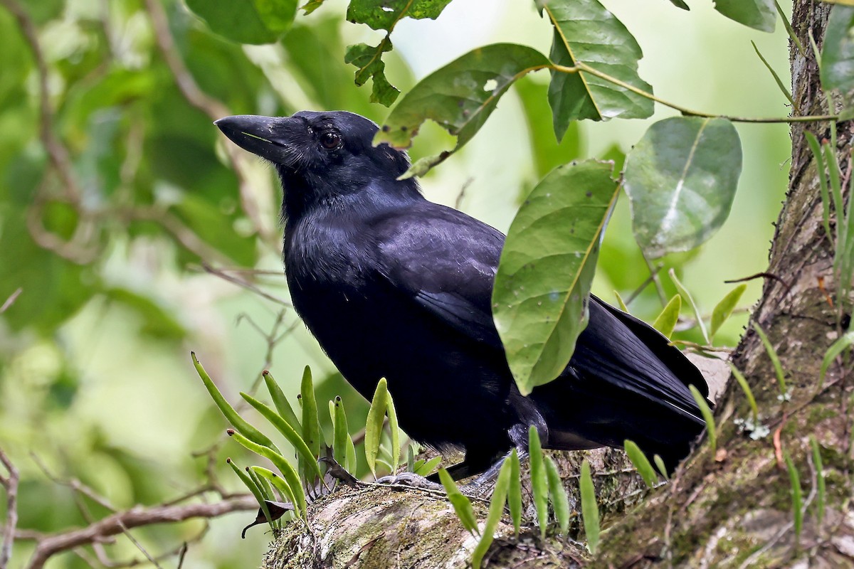 Corbeau calédonien - ML610285687