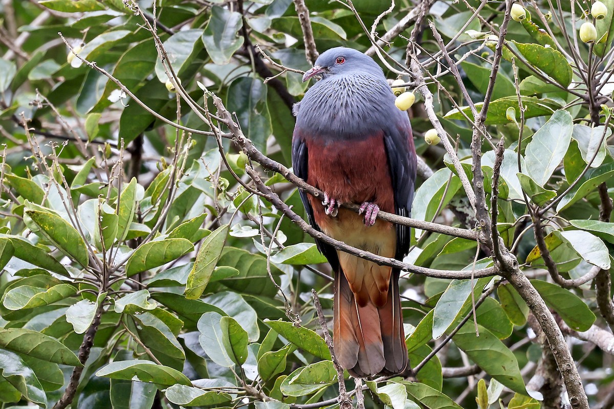 New Caledonian Imperial-Pigeon - ML610285693