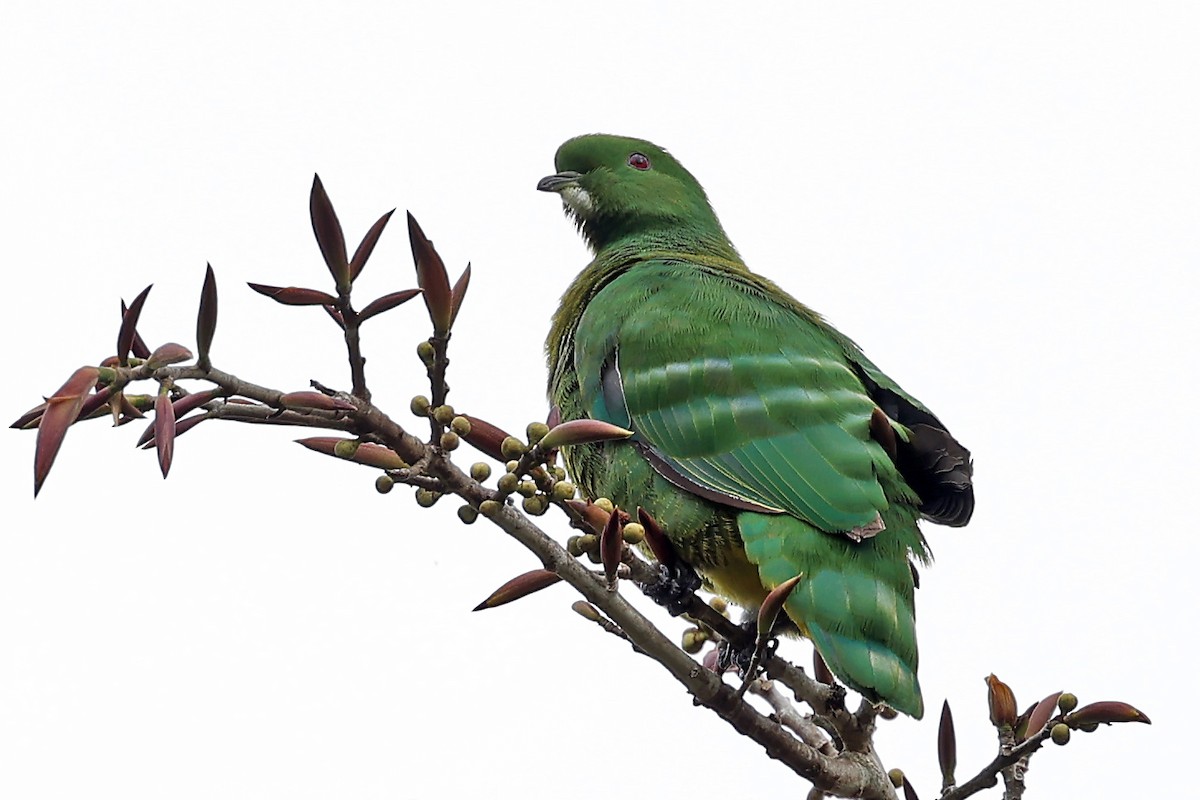 Cloven-feathered Dove - ML610285702