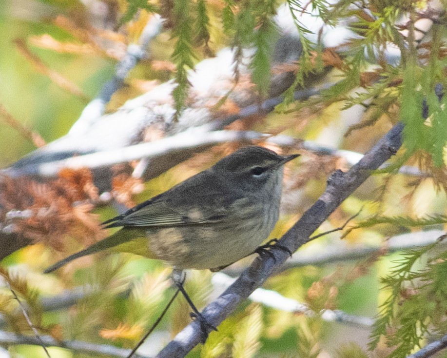 Palm Warbler - ML610285764