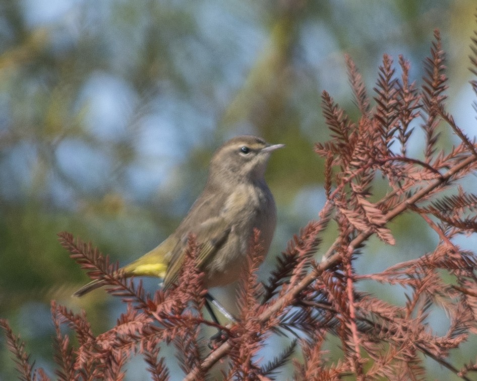 Palm Warbler - ML610285765