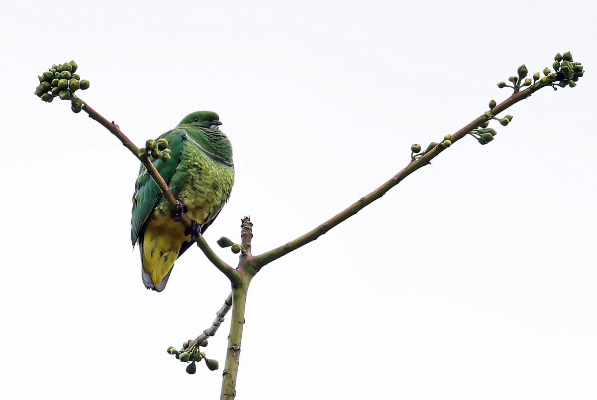 Cloven-feathered Dove - ML610285766