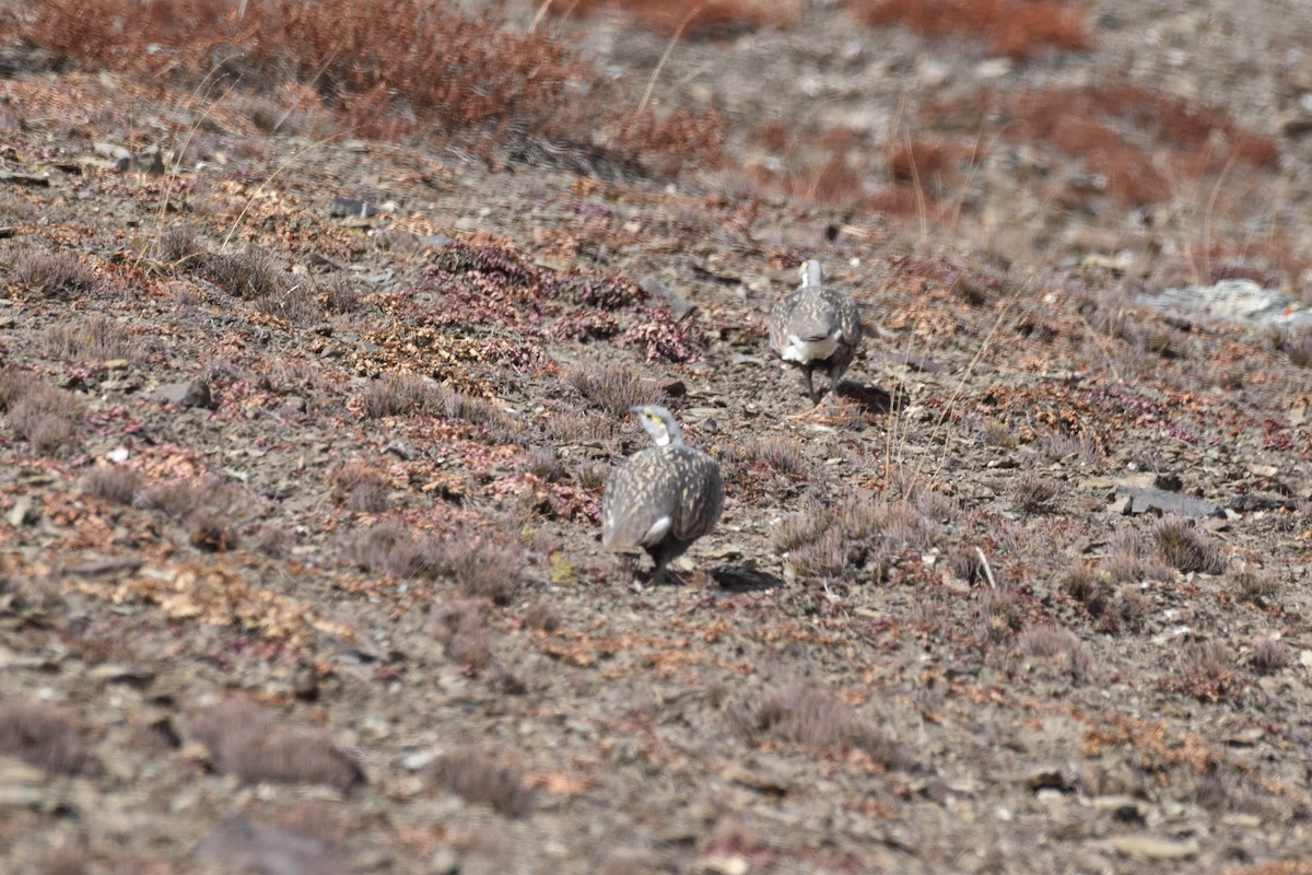 Tibetan/Himalayan Snowcock - ML610285772