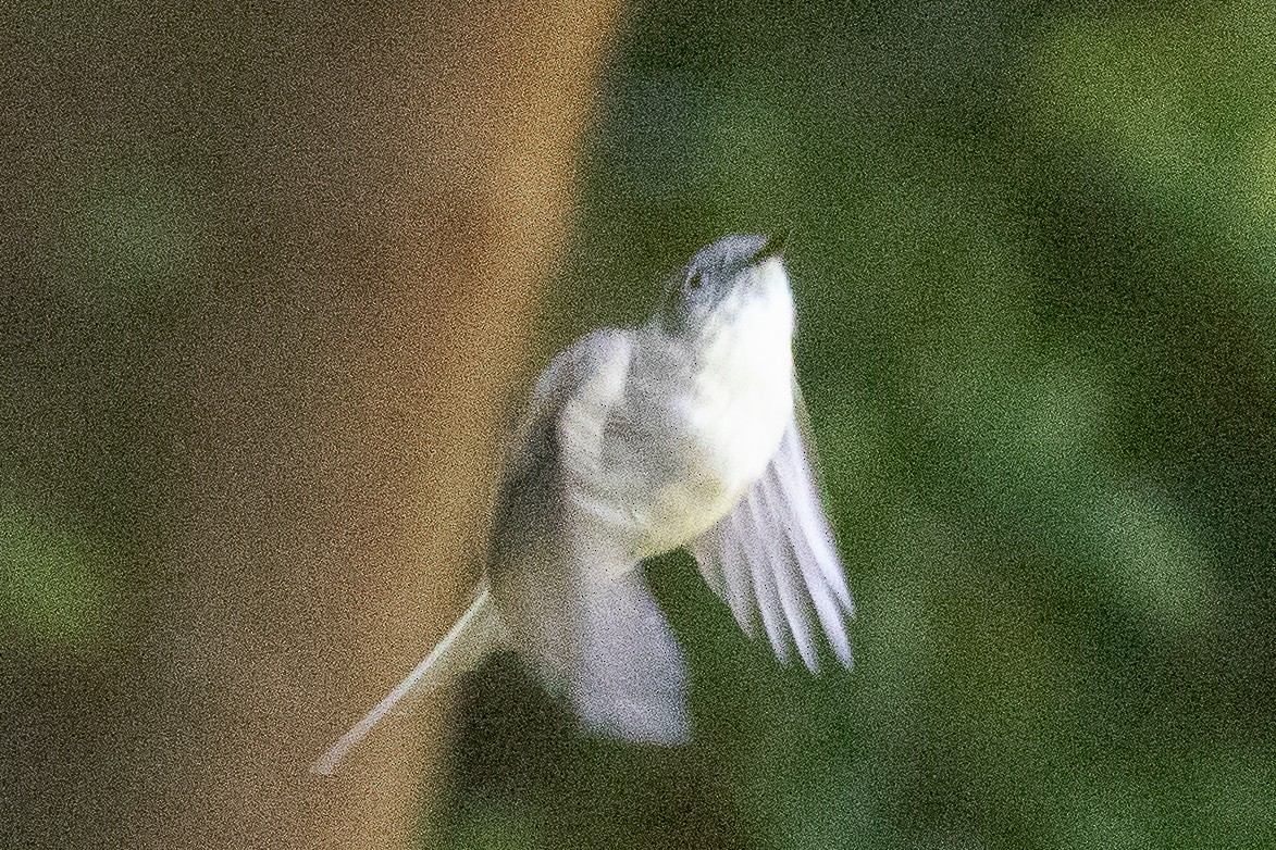 Eastern Phoebe - ML610285819