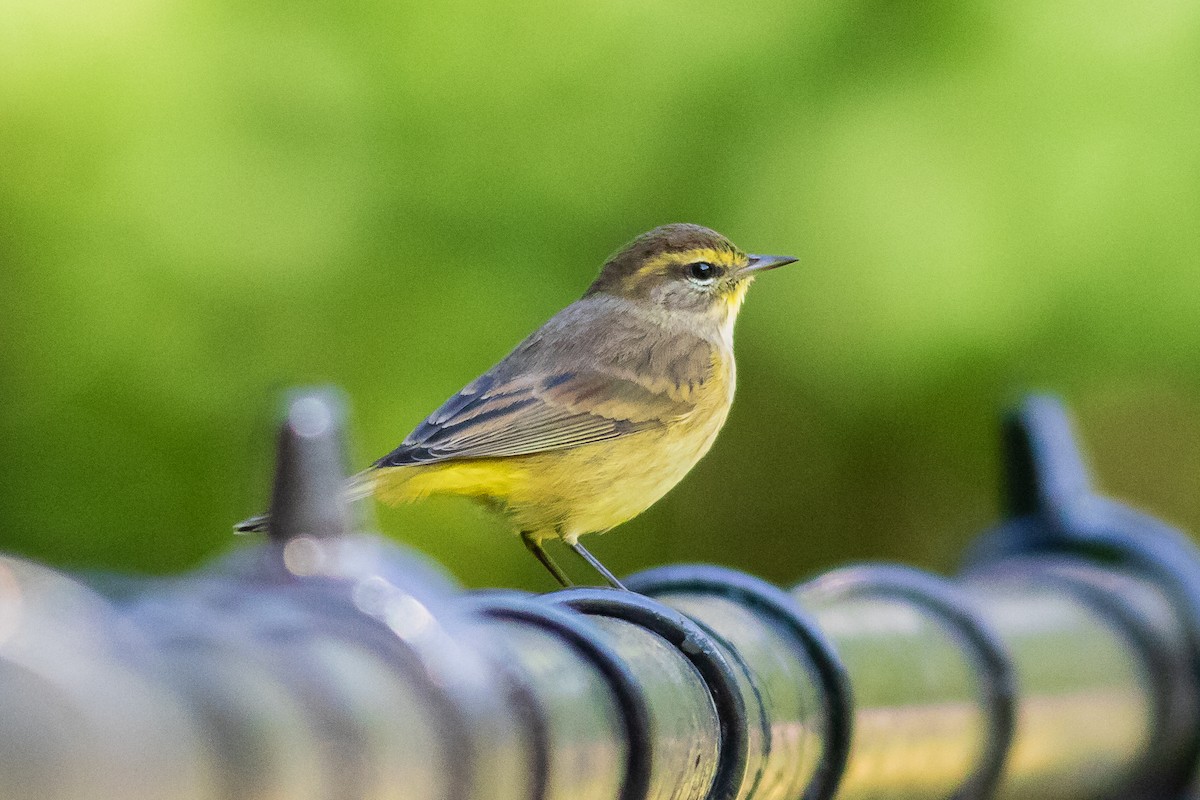 Palm Warbler (Yellow) - ML610285826