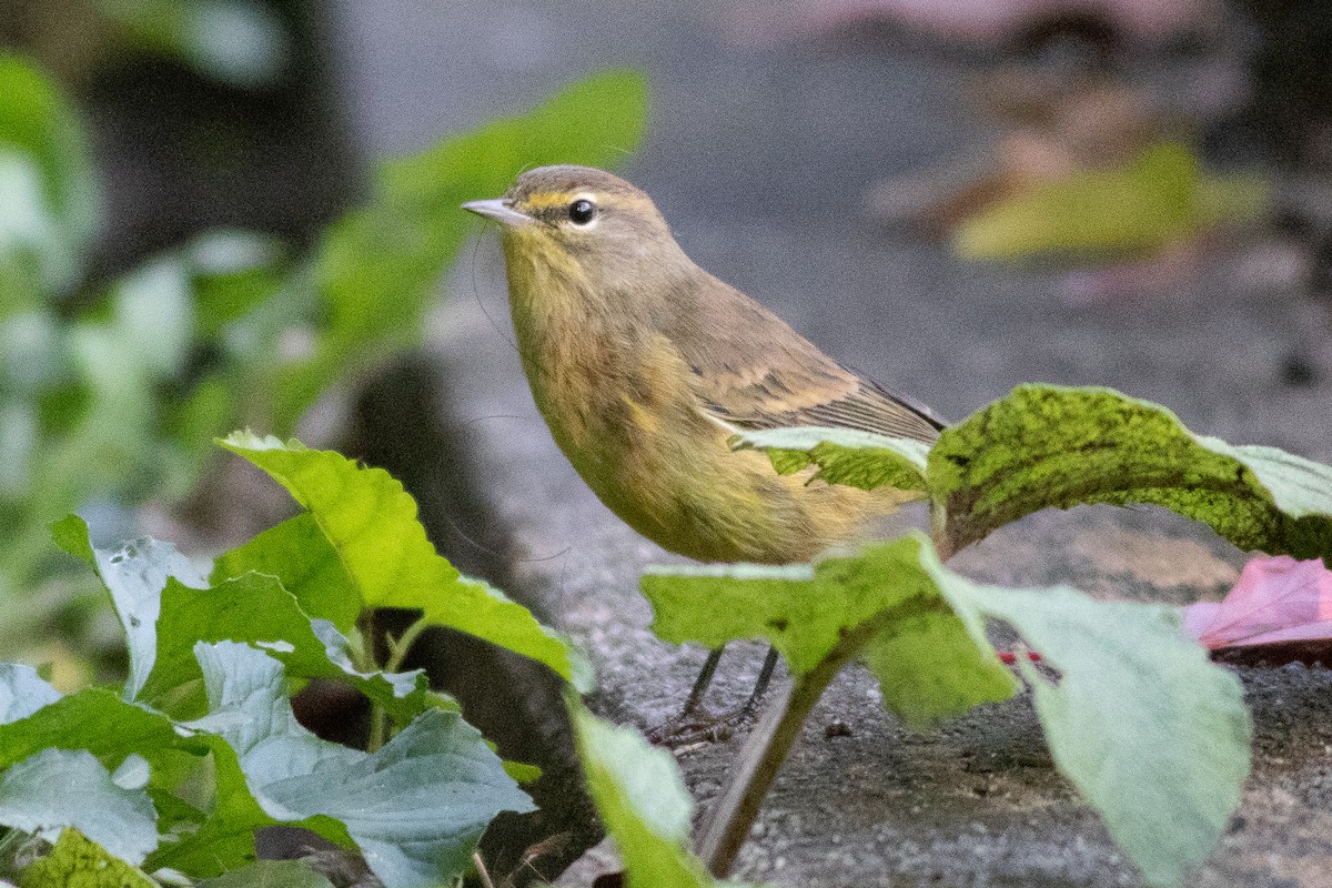 Palm Warbler (Yellow) - ML610285827