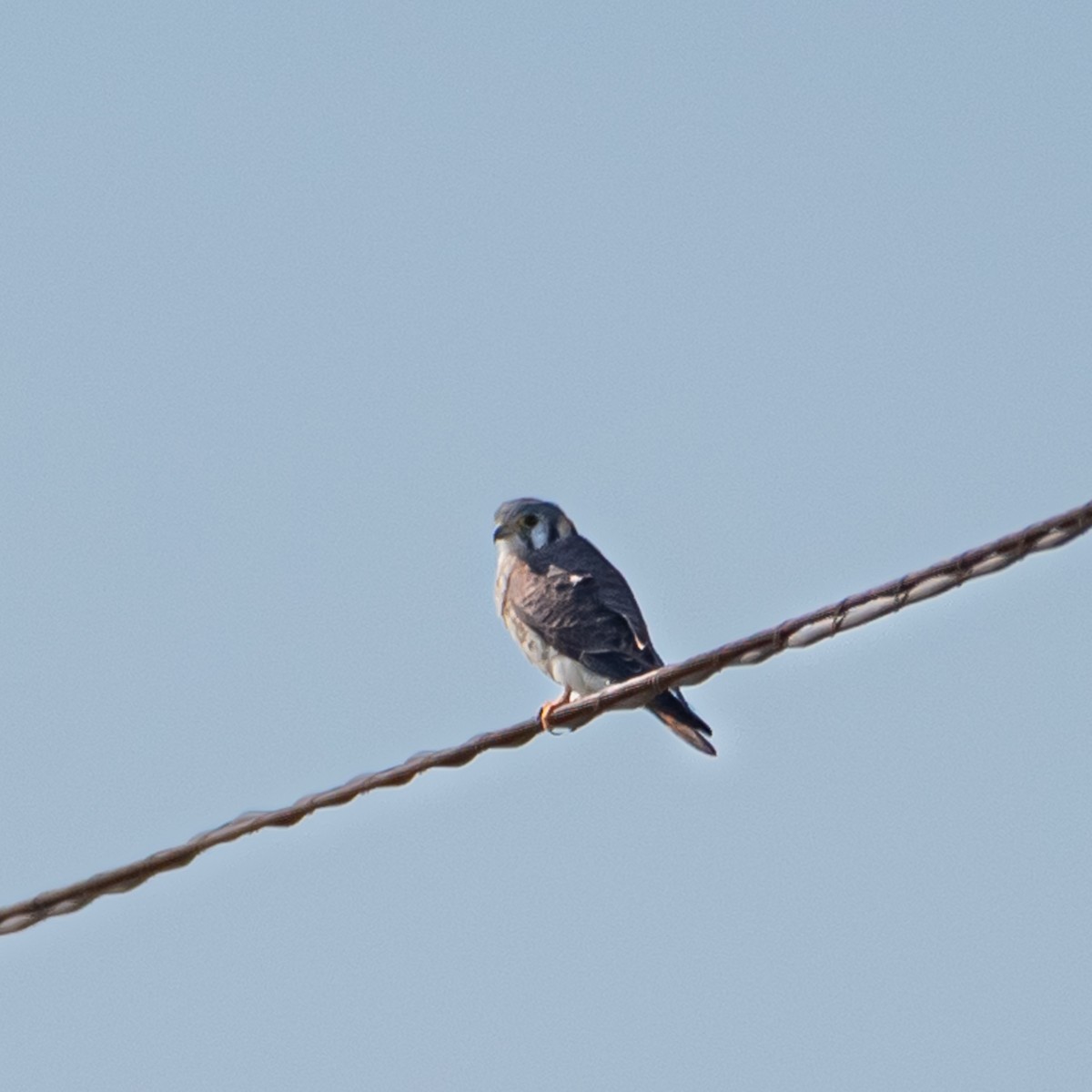 American Kestrel - ML610285831