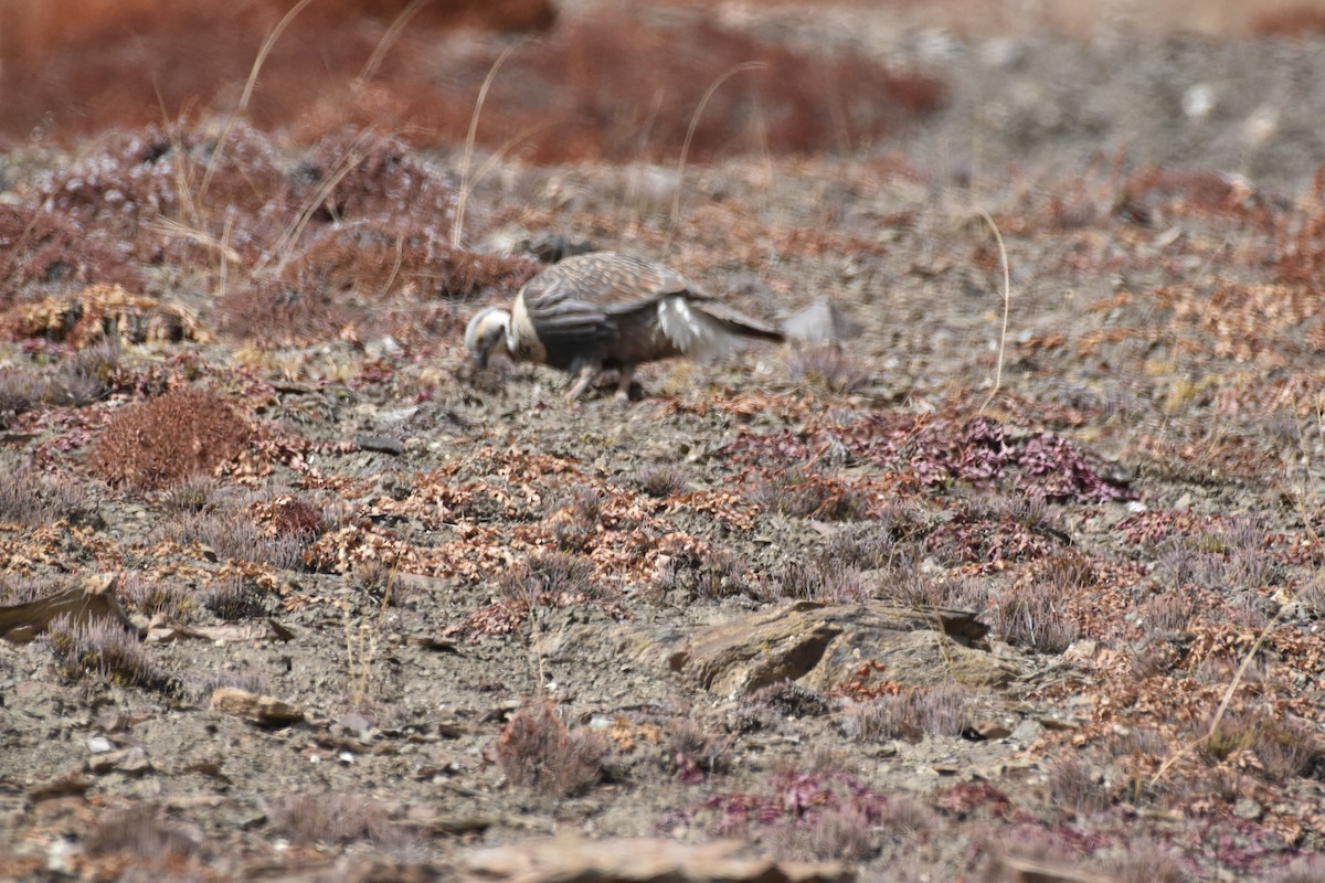 Tibetan/Himalayan Snowcock - ML610285934